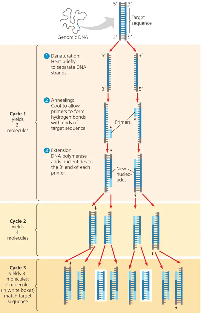 polymerase-chain-reaction-pcr