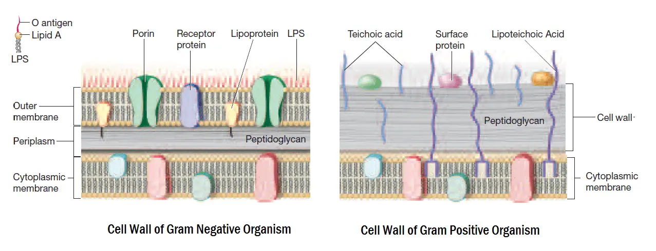 The difference between cell wall structure of Gram-negative and Gram-positive organisms image.