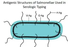 salmonella-antigens