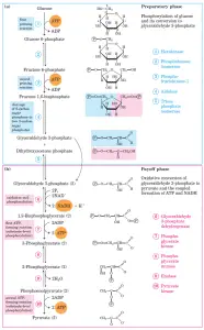Glycolysis : All Steps with Diagram, Enzymes, Products, Energy Yield and Significance