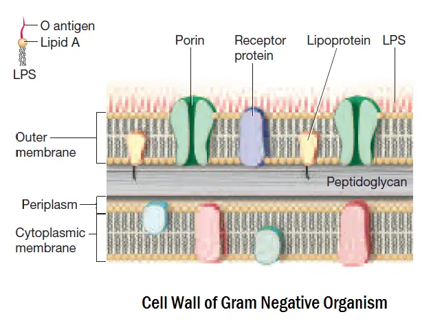 gram-negative-cell-wall