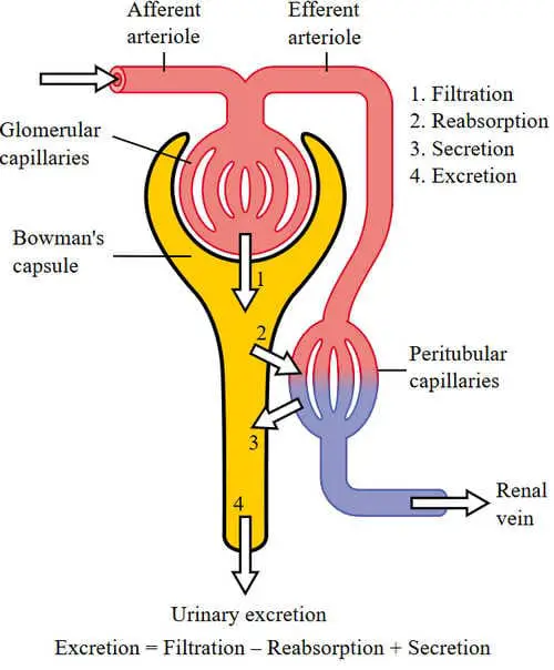 Nephron physiology, including glomerular filtration picture photo image