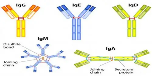 Different types of antibodies image photo picture