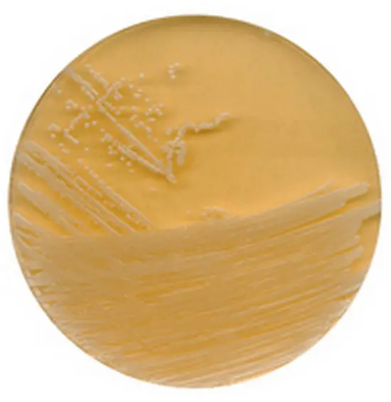 A tryptic soy agar containing lecithin and polysorbate 80
