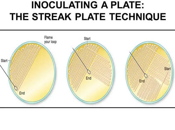 Inoculating a plate using a streak plate technique