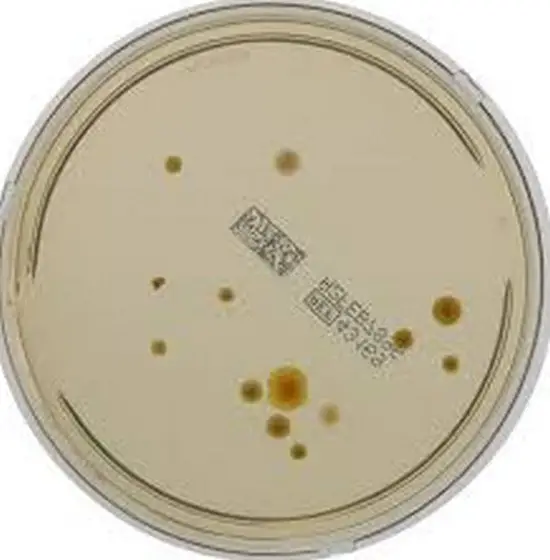 Tryptic soy agar can cultivate and isolate