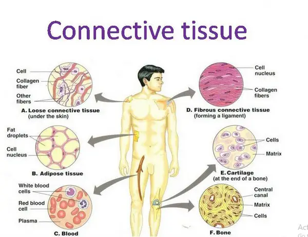 body has a lot of connective tissues