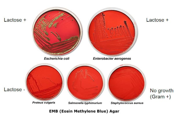 EMB (Eosin Methylene Blue) Agar - Plate, Composition and Results