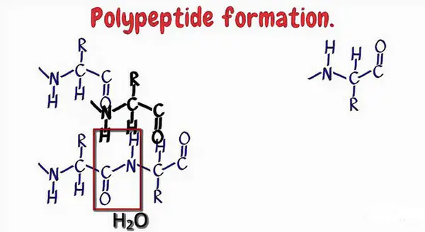 diagram shows how a polypeptide is formed