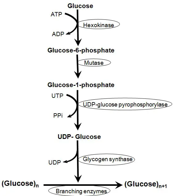 image and diagram contains the glycogenesis pathway, which includes a total of six steps