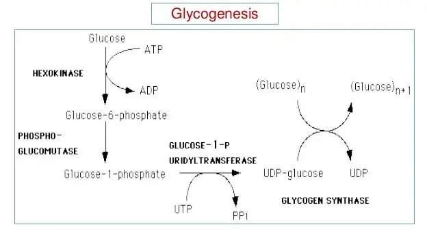 image explains the process of glycogen synthesis