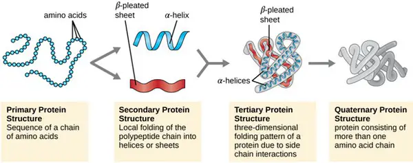 image shows the different peptide structures