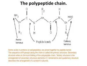 Polypeptide