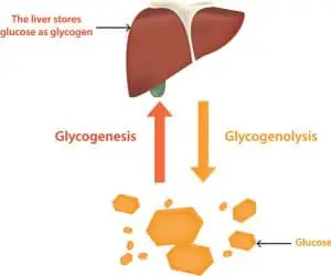 Glycogenesis – Cycle, Steps, Significance (Vs Gluconeogenesis)