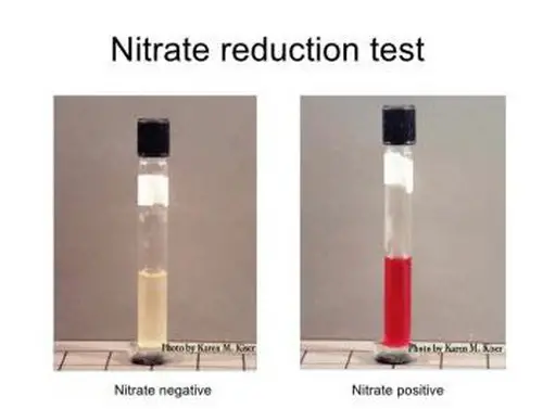 one is nitrate reduction test positive and the other is nitrate reduction test negative