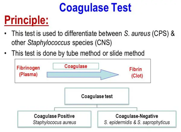principles of coagulase test