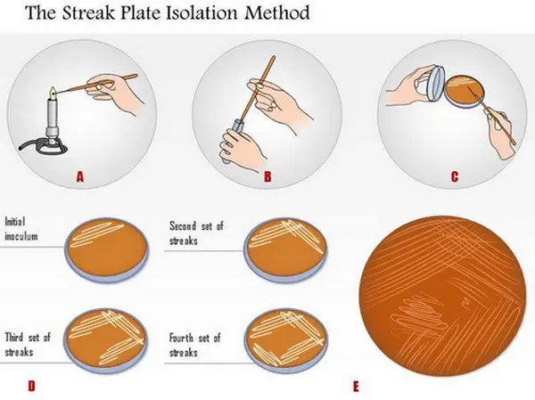 streak plate isolation method