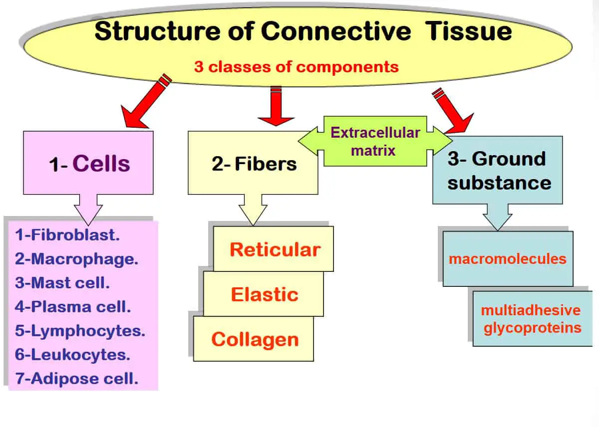structure of connective tissue