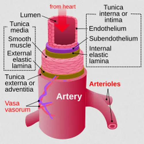 Arteries carry oxygenated blood from the heart to various parts of the body