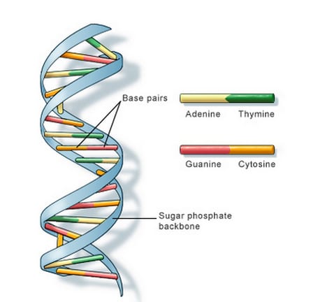 DNA is a double helix structure formed by base pair that is attached to the sugar-phosphate backbone