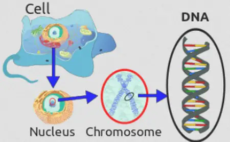 DNA is found inside the nucleus of the cell and enveloped in a chromosome