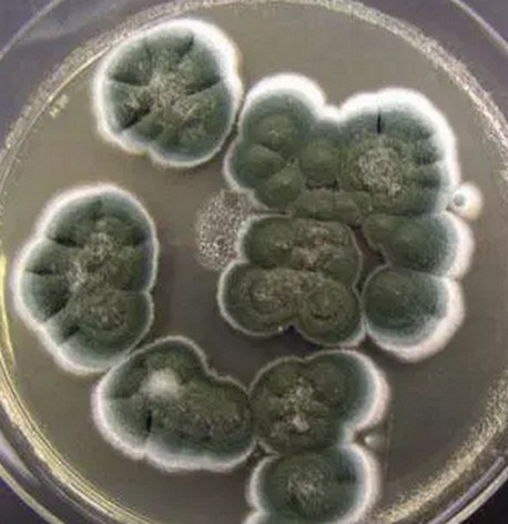 Penicillium notatum on SDA