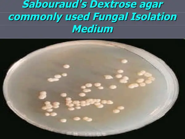 SDA is a medium commonly used for fungal isolation picture