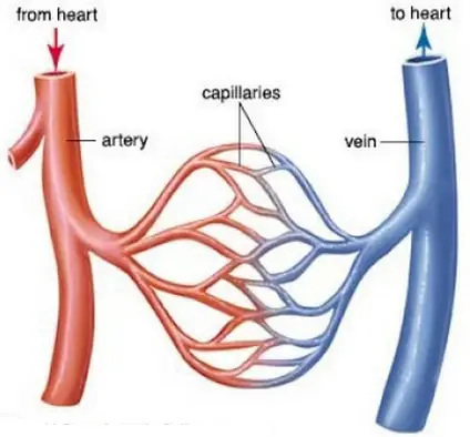 comparison image between veins and arteries