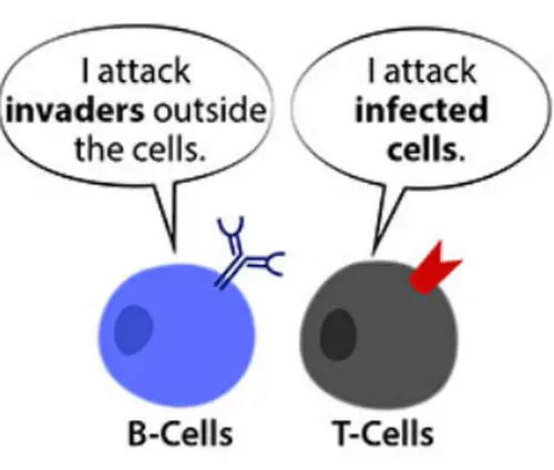 comparison image of differences between T cells and B cells