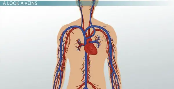 image of Veins carry deoxygenated blood from various parts of the body going back to the heart