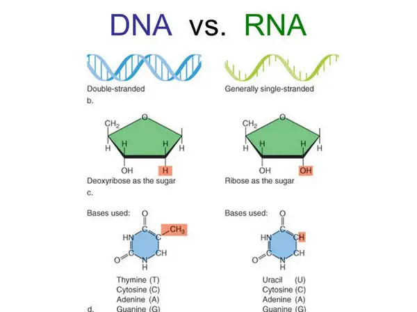 key differences between DNA and RNA