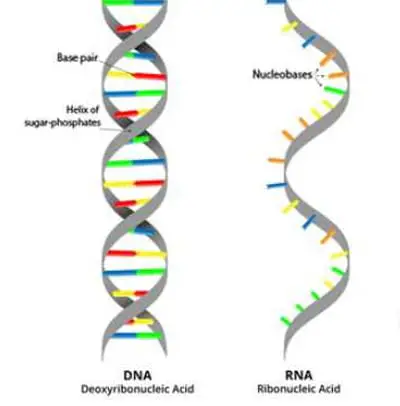 structural difference between DNA and RNA