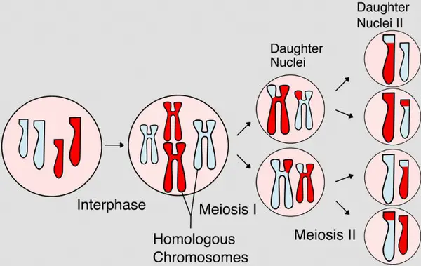 Cellular division using the process of meiosis