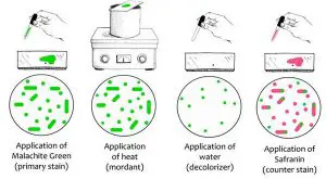 Endospore Staining: Methods (Images), Principles and Results