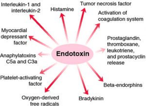 Difference between Endotoxin and Exotoxin