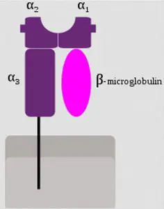 Difference between MHC Class I, II, and III Proteins