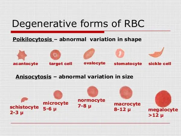 Red blood cells and the degenerative form