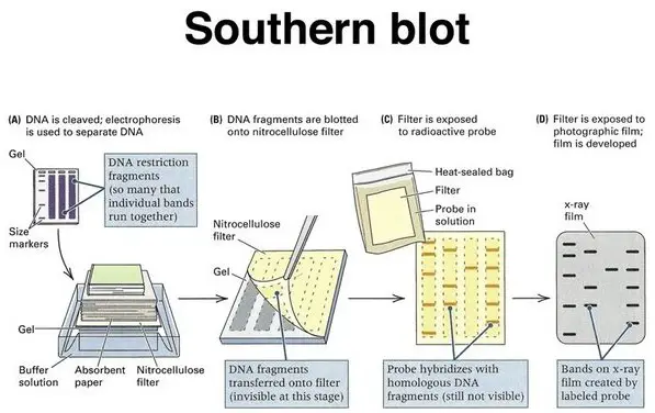 Southern blot procedure as shown in the image