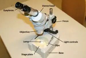 Stereo Microscope – Parts, Types and Uses