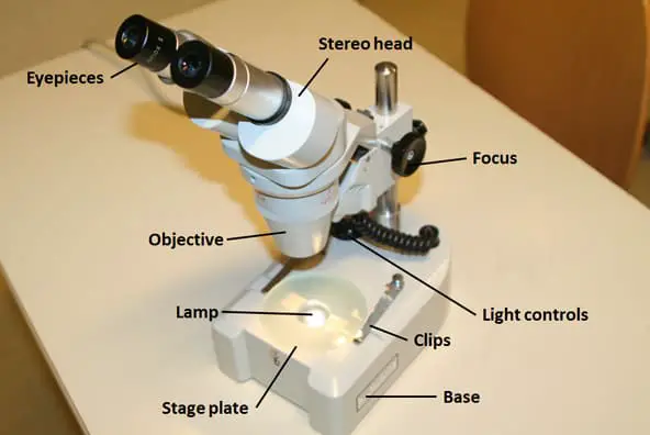 The different parts of a stereo microscope - labelling