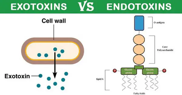 The mechanism of actions of endotoxins and exotoxins