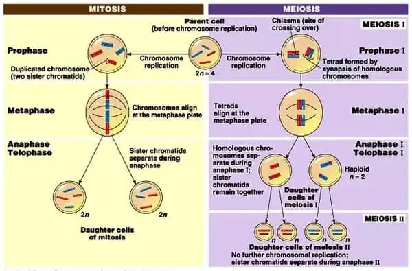 The processes involved in mitosis and meiosis