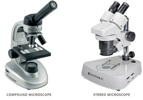 comparison image between stereo and compound microscope