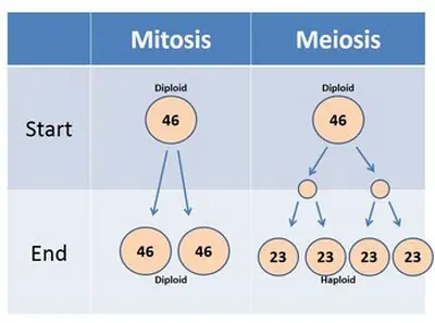 comparison of differences image between mitosis and meiosis