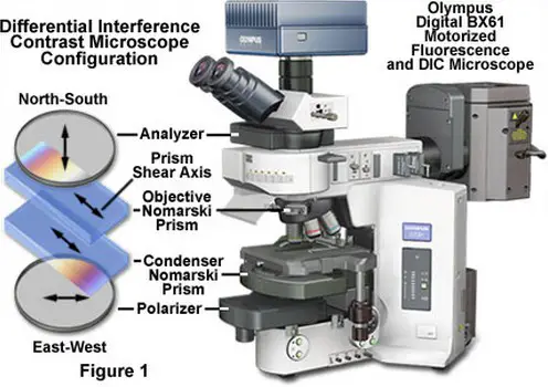 differential interference contrast microscope is a huge type of microscope that uses polarized light