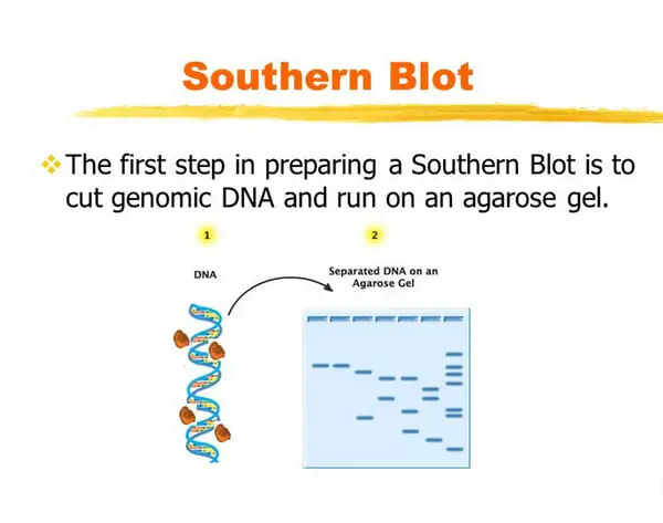 first and second step of southern blot method