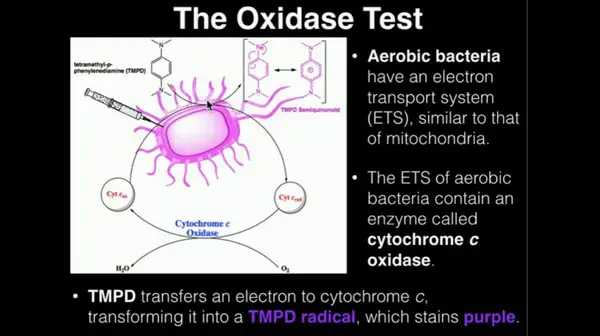 image shows an aerobic bacteria set for oxidase test