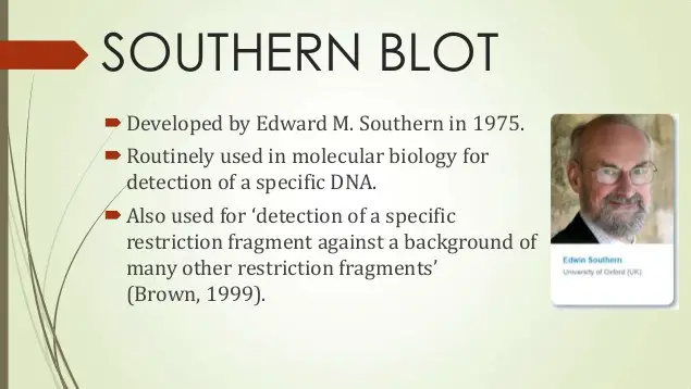 Edward Southern was the one who developed Southern blot in 1975