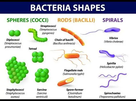 different shapes of bacteria and the corresponding bacteria species