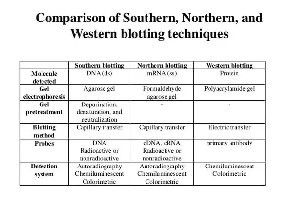 image shows the basic comparison between southern blot, northern blot, and western blot